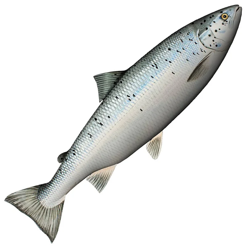 sportfiskaren1648125