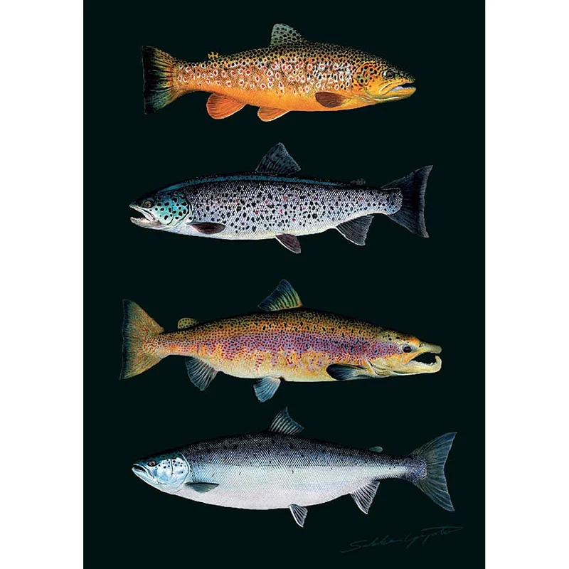 sportfiskaren1682603