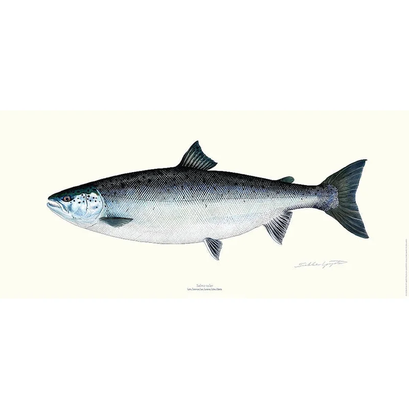 sportfiskaren1682612