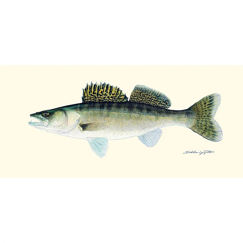 sportfiskaren1682616