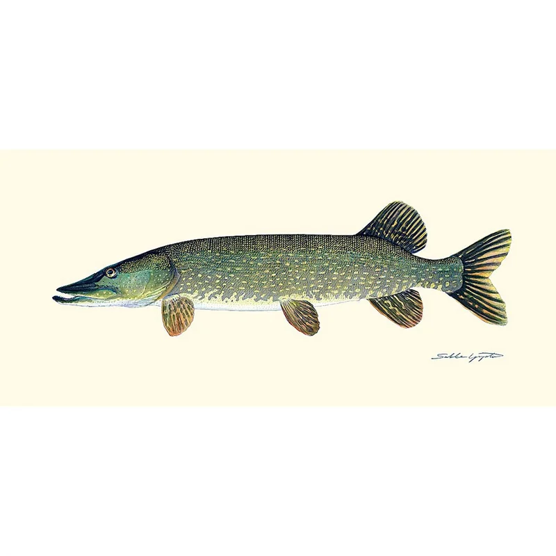 sportfiskaren1682633