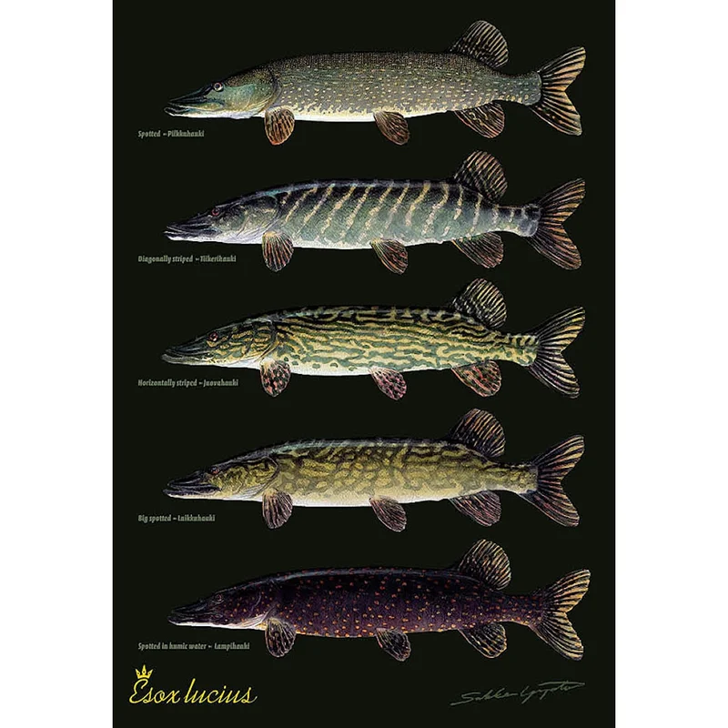 sportfiskaren1682640