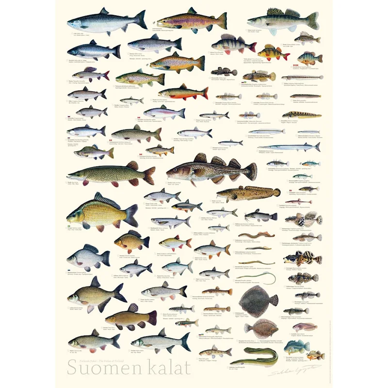 sportfiskaren1682652
