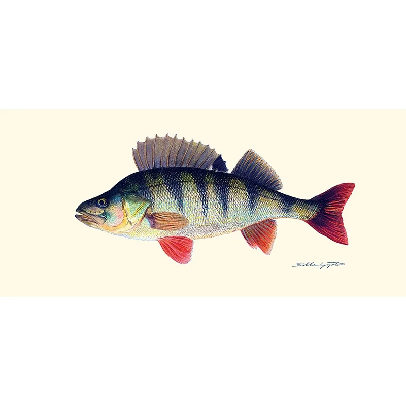sportfiskaren1682673