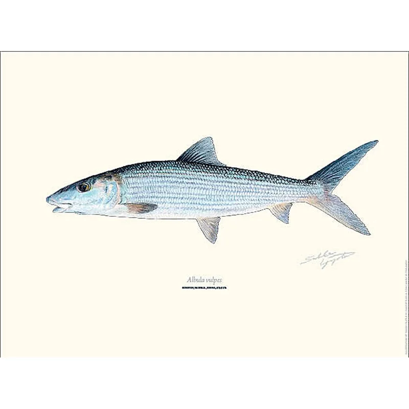 sportfiskaren1712680