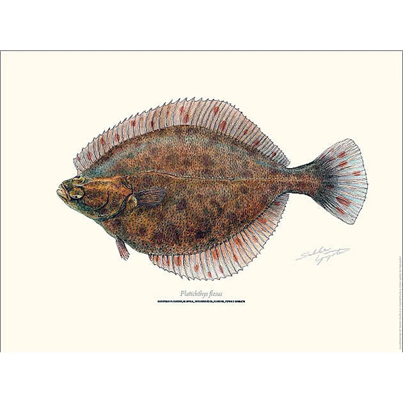 sportfiskaren1731388