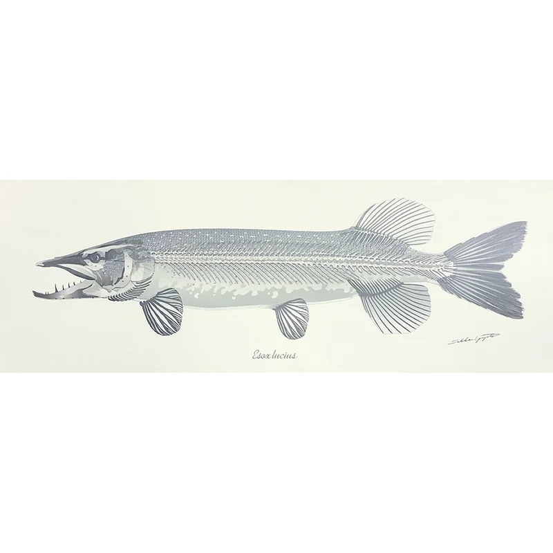 sportfiskaren1731406