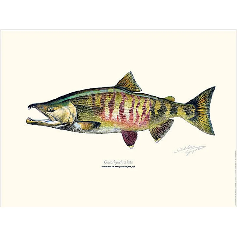 sportfiskaren1731412