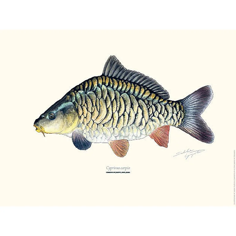 sportfiskaren1731420