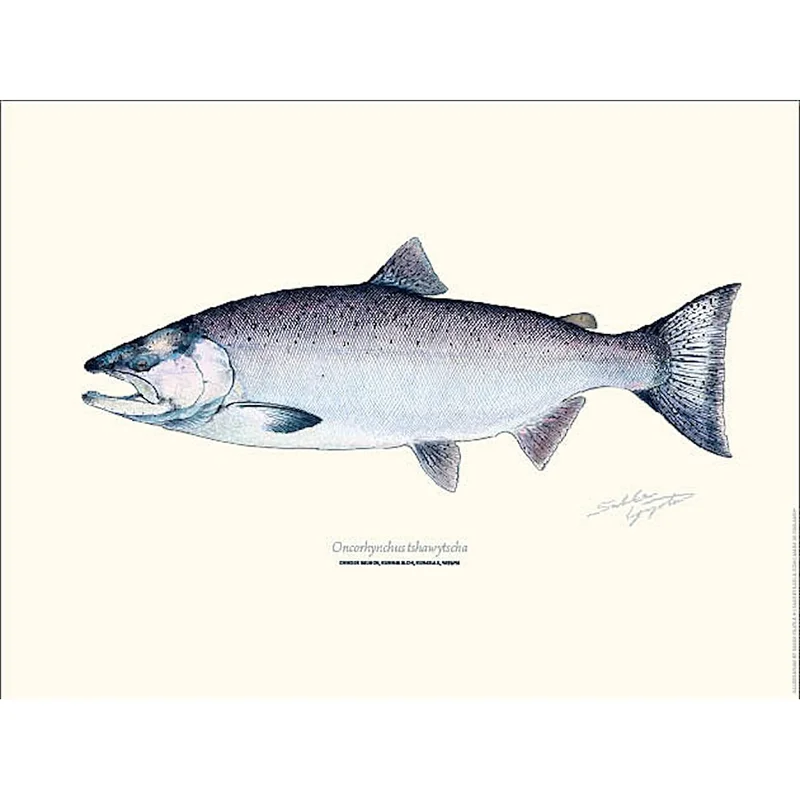 sportfiskaren1731428