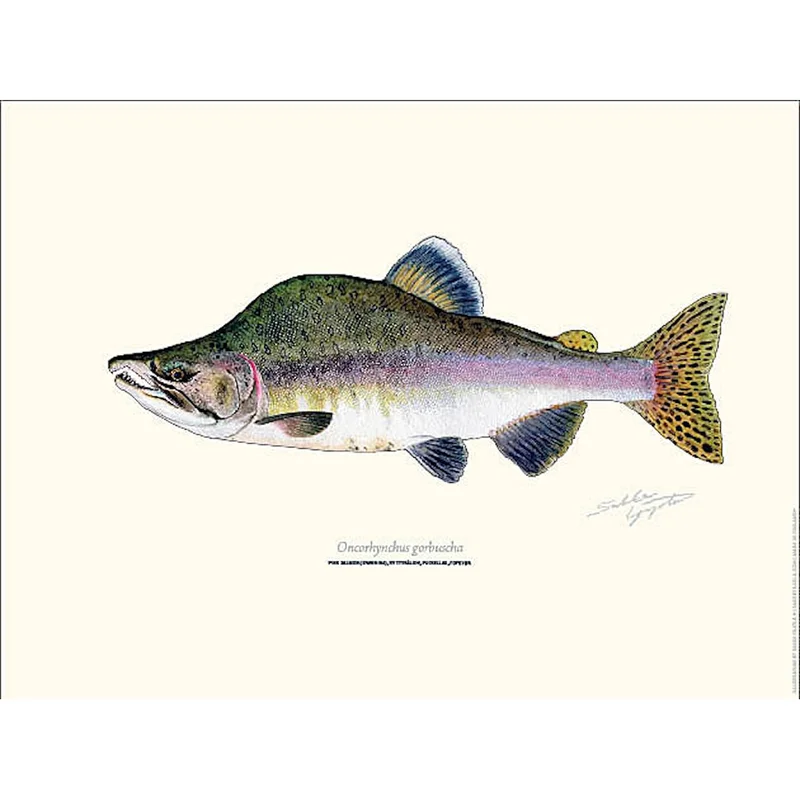 sportfiskaren1731462