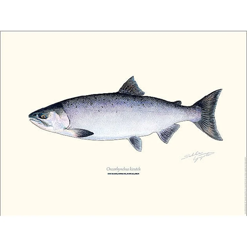 sportfiskaren1731467