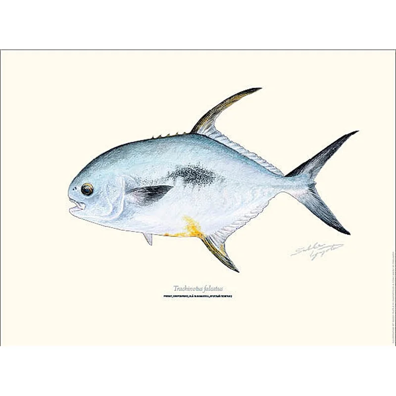 sportfiskaren1731472